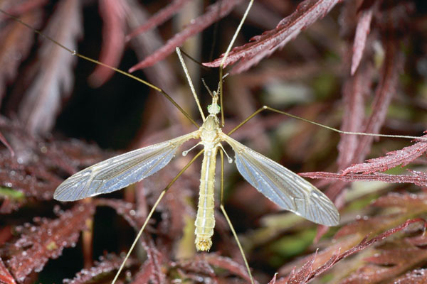 The crane fly may look like the King Kong of mosquitoes, but its temperament is pure Fay Wray, with none of the mosquito's nasty biting behavior.